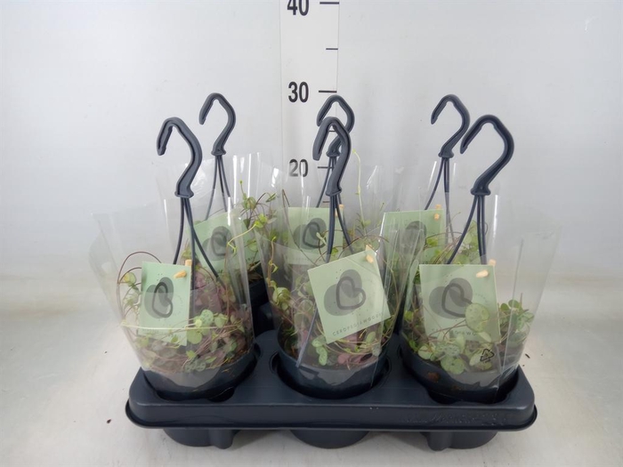 <h4>Ceropegia woodii ssp. woodii</h4>