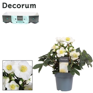 Helleborus n. Christmas Carol 12cm Decorum met kraag (XL)
