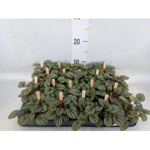 Peperomia albov. 'Piccolo Banda'