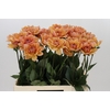 Dahlia Yelno Harmony