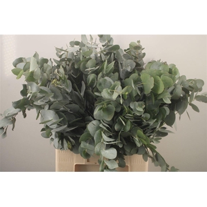 EUC CINEREA PER BOS