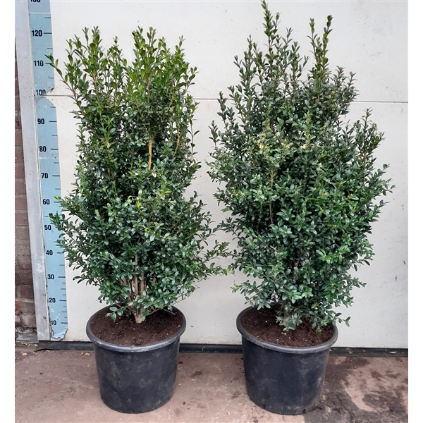 <h4>Buxus Sempervirens struik 90-100c15</h4>