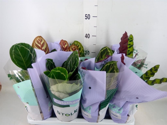 <h4>Calathea   ...mix 4</h4>