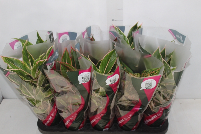 <h4>AGLAONEMA VARIADA P12</h4>