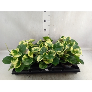 Peperomia