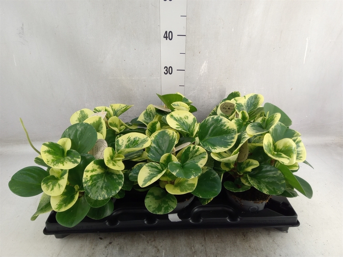 Peperomia