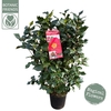 Camellia japonica Dr King