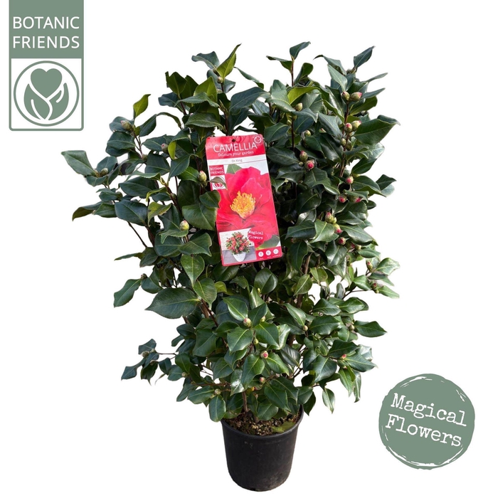 Camellia japonica Dr King