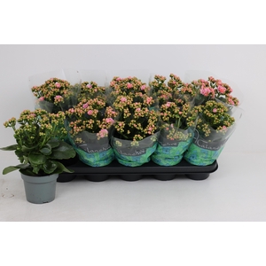 KAL GE PERFECTA PINK