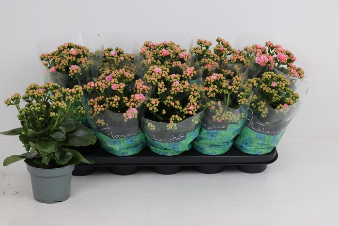 <h4>KAL GE PERFECTA PINK</h4>