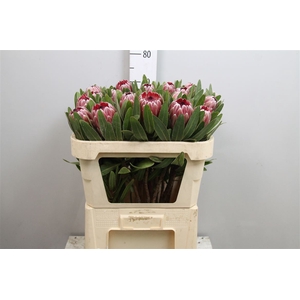 Protea Pink Ice