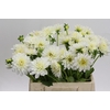 Dahlia White Cap