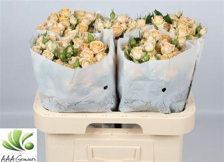 <h4>R Tr Trinity</h4>