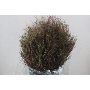 Euph Spinoza Medium 200gr P Bunch