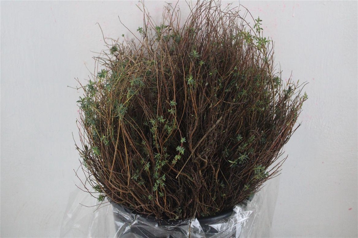 <h4>Euph Spinoza Medium 200gr P Bunch</h4>