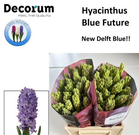 <h4>HYAC BLUE FUTURE</h4>