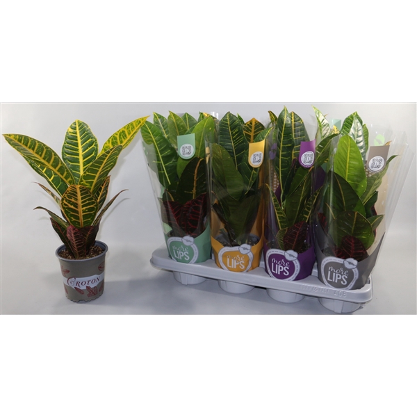 <h4>Croton Petra "MoreLIPS®" Design Hoes</h4>