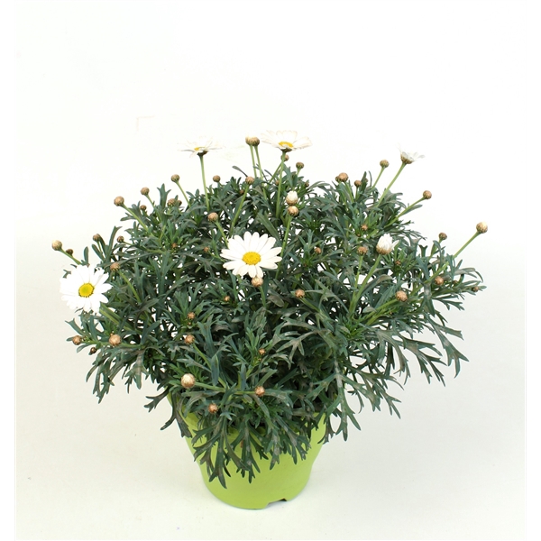 <h4>Argyranthemum white</h4>
