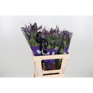 Clem Di Bl Pirouette