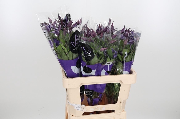 <h4>Clem Di Bl Pirouette</h4>