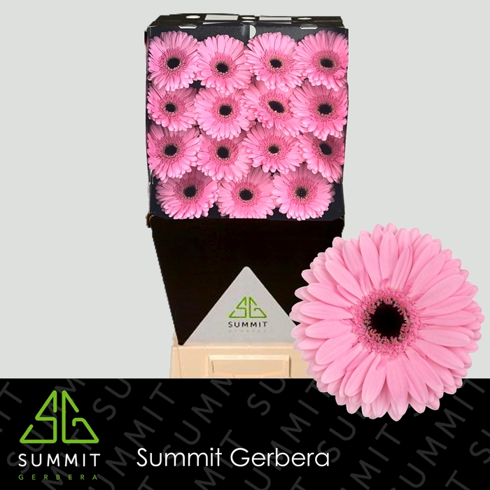 Gerbera Shanice Diamond