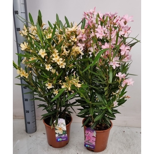 NERI OLEANDER