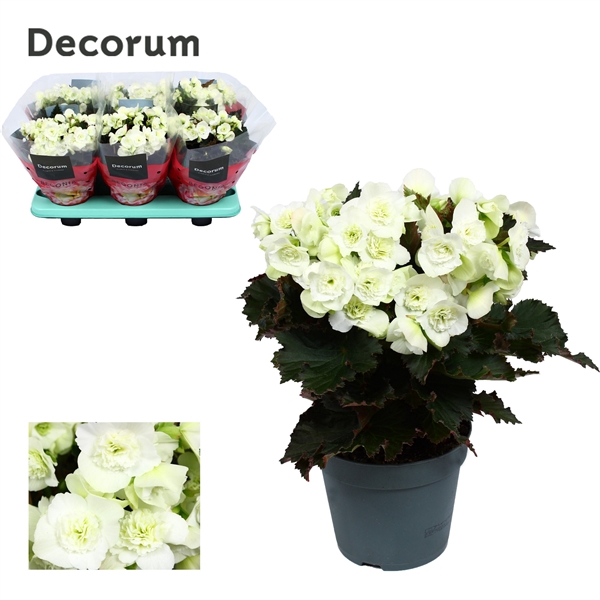 <h4>Begonia ''joy white'' Decorum</h4>