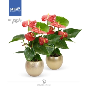 Anthurium - KARMA RED XXL | Gold Mix |
