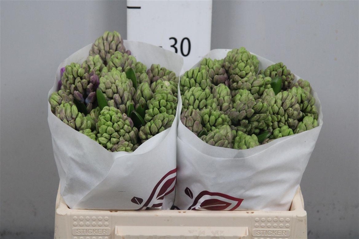 <h4>Hyac Purple Star</h4>