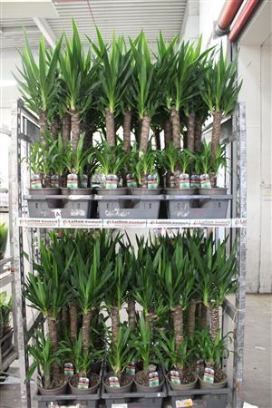 <h4>Yucca 60-20 Cm</h4>