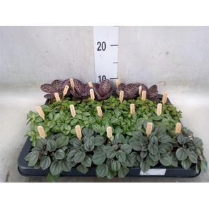 Planten  ..mix