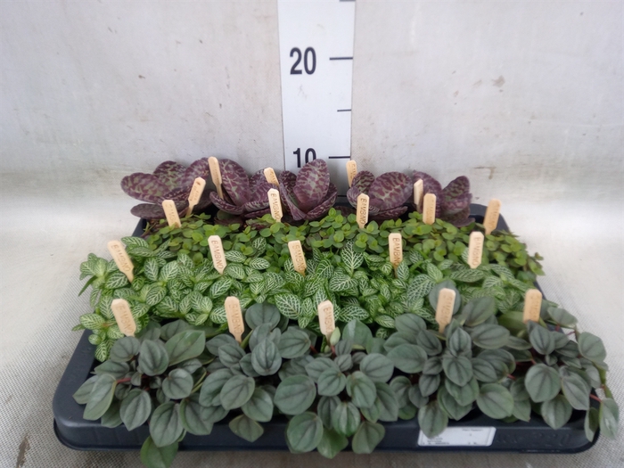 <h4>Planten  ..mix</h4>