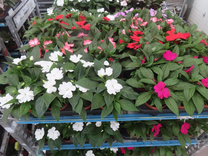 <h4>IMPAT NG MIXK 4 KL</h4>