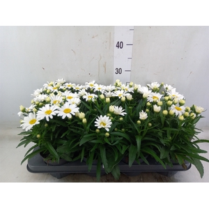 Leucanthemum sup. 'West Star Leo'