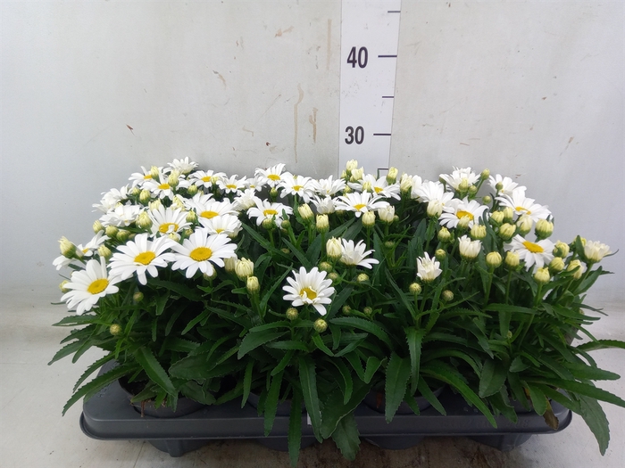 <h4>Leucanthemum sup. 'West Star Leo'</h4>