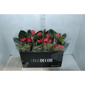 ANTHURIUM P15 ROSA
