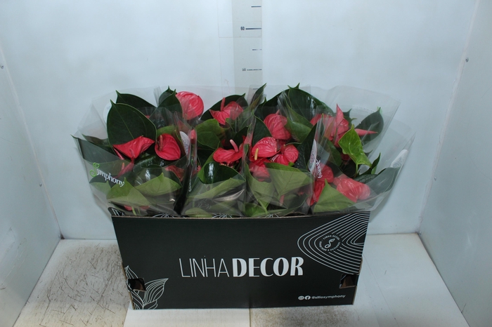 <h4>ANTHURIUM P15 ROSA</h4>
