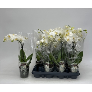 PHAL GEM