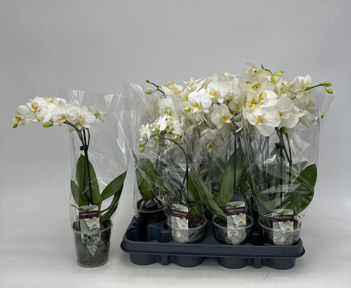<h4>PHAL GEM</h4>