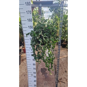 Epiphyllum guatem. var. monstrosa