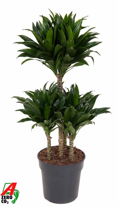 <h4>Dracaena Compacta</h4>