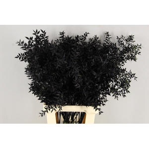 DF Ruscus 70cm Bs Black