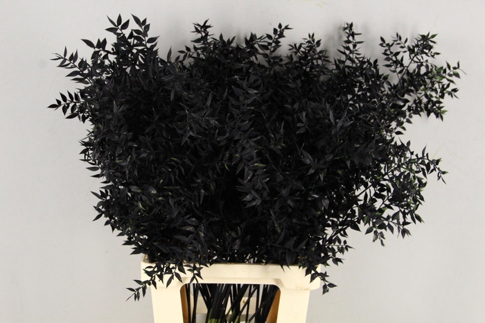 <h4>DF Ruscus 70cm Bs Black</h4>