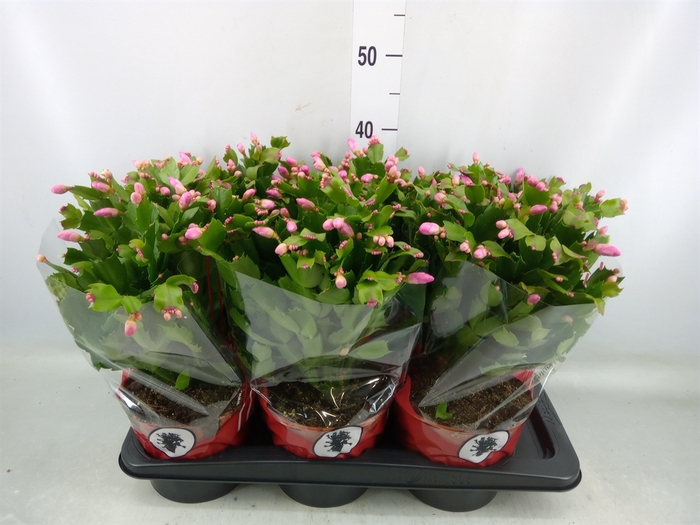 <h4>Schlumbergera   ...</h4>