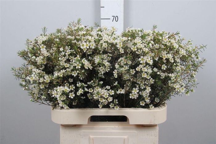 <h4>Chame Ivory Pearl</h4>