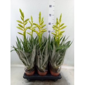 Tillandsia oerstediana