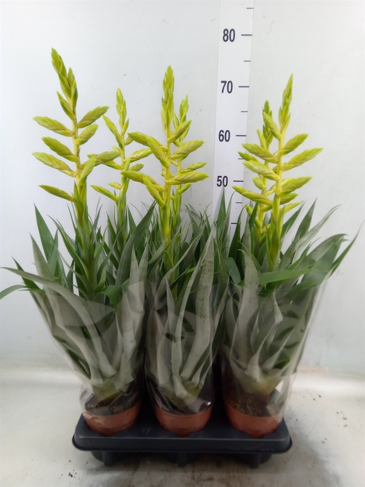 <h4>Tillandsia oerstediana</h4>