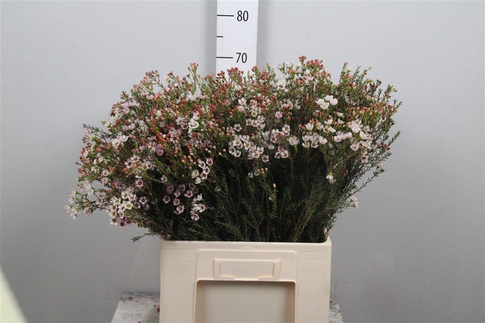 <h4>Chame Un Ella</h4>