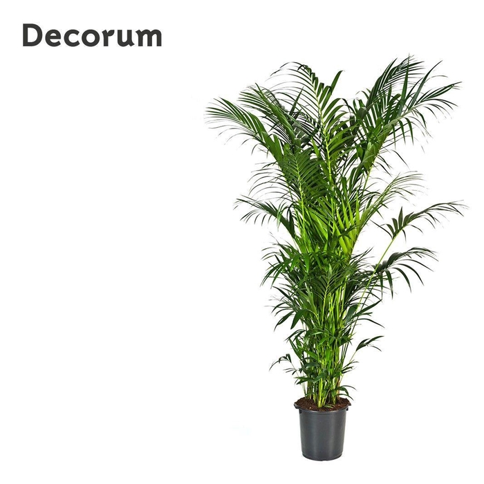 <h4>Howea forsteriana 320cm (Kentia) Decorum</h4>