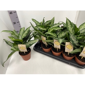 Aglaonema Jubilee Compacta 12Ø 35cm 2pp